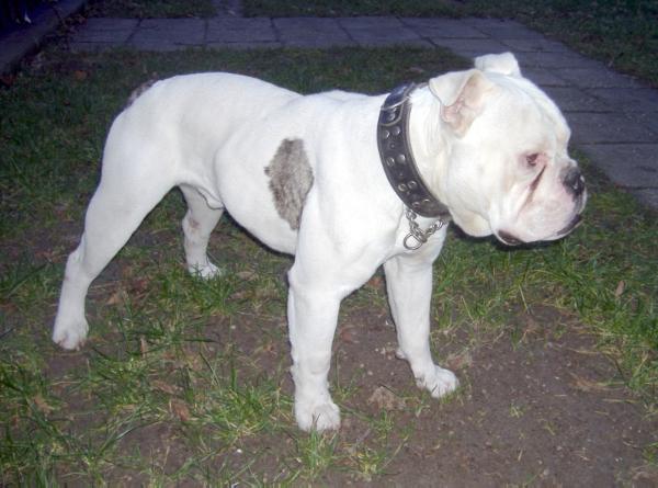 Molosseum-Bulls Apollon | Olde English Bulldogge 