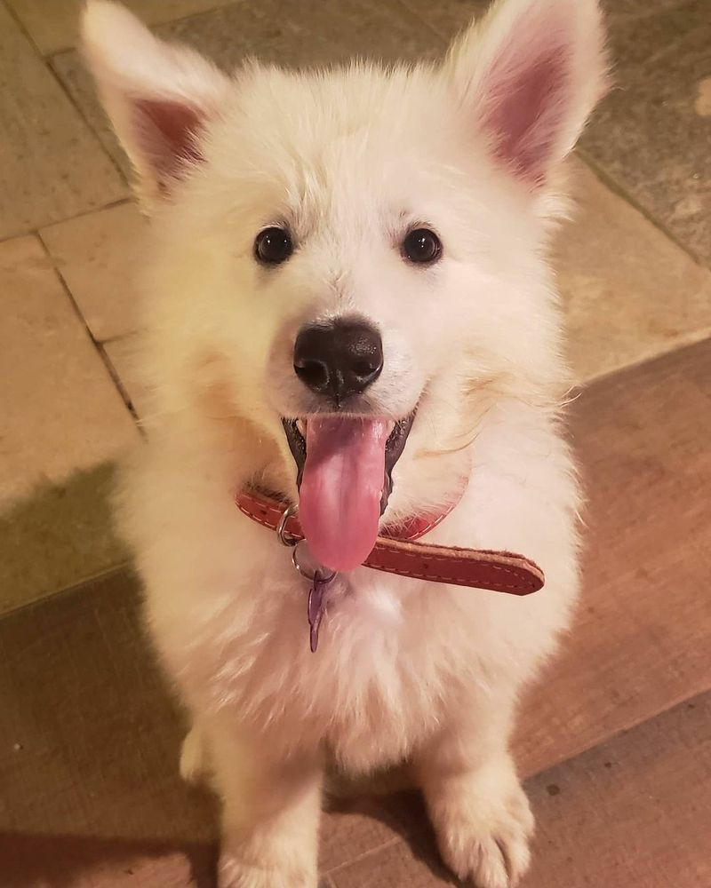 Hannah aus fontschweizer | White Swiss Shepherd Dog 