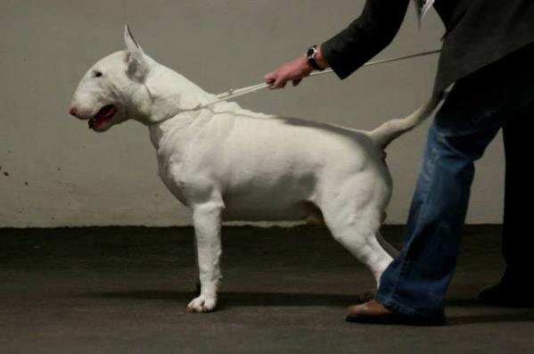 Jonzies Bullseye Bruiser At Bullywood | Bull Terrier 