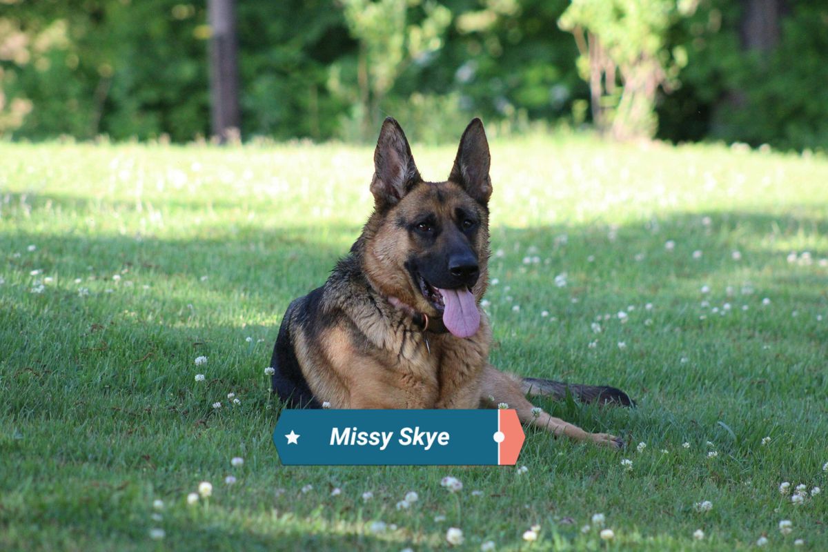 Missy Skye Von Brotherton | German Shepherd Dog 