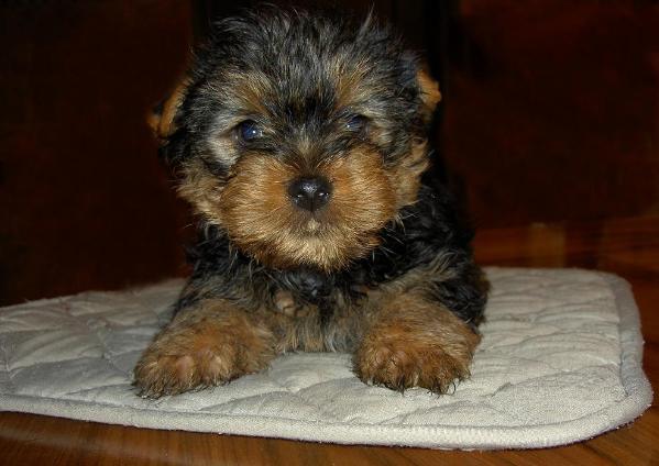 Azabache de Artime | Yorkshire Terrier 