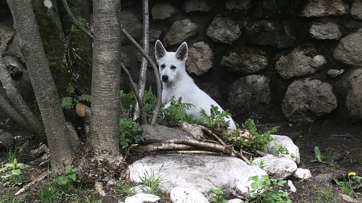 Revenge od Semberije | White Swiss Shepherd Dog 