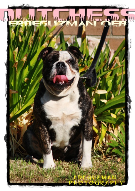 Big paw'S dutchess | Olde English Bulldogge 