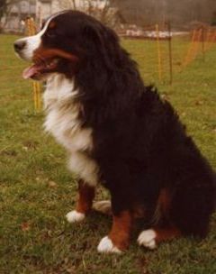 Cosaque de la Gottaz | Bernese Mountain Dog 