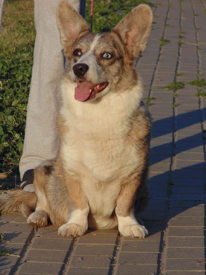 Aethwy Azure | Cardigan Welsh Corgi 