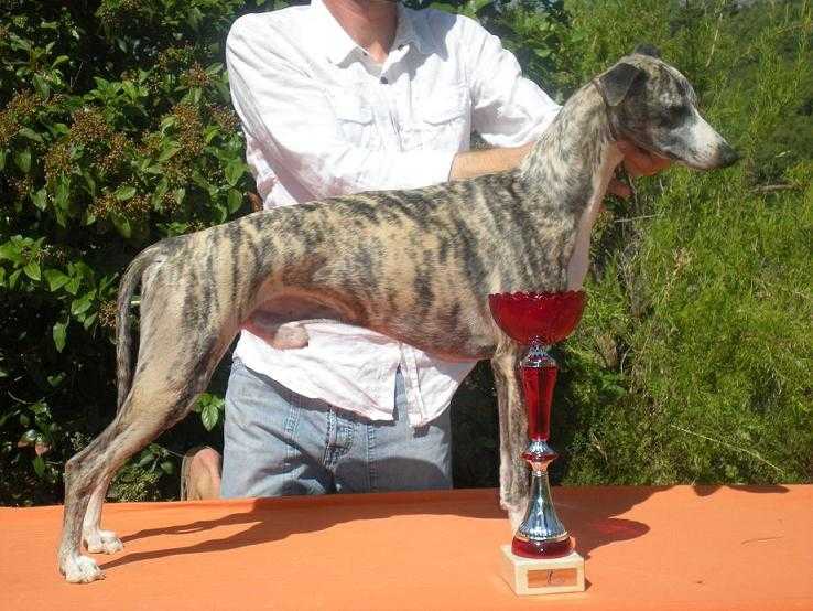 BEST ANGEL de l'Orlyne de Standerling | Whippet 