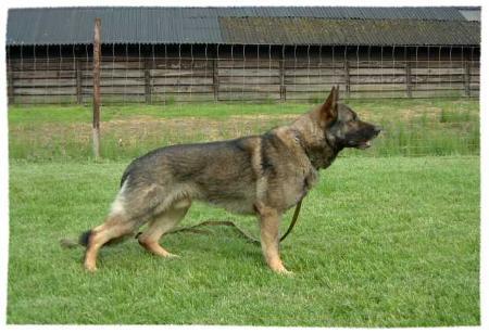 Vito vom Herding Brook | German Shepherd Dog 