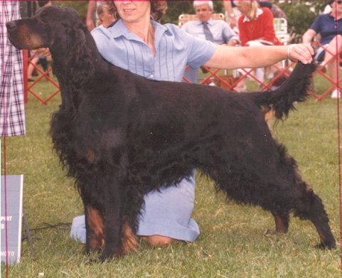 Tri-Sett Black Bart of Robilee | Gordon Setter 