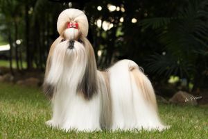 SYMARUN´S GIMME THAT LOOK | Shih Tzu 