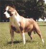 Tara's Independence of TKO | American Staffordshire Terrier 