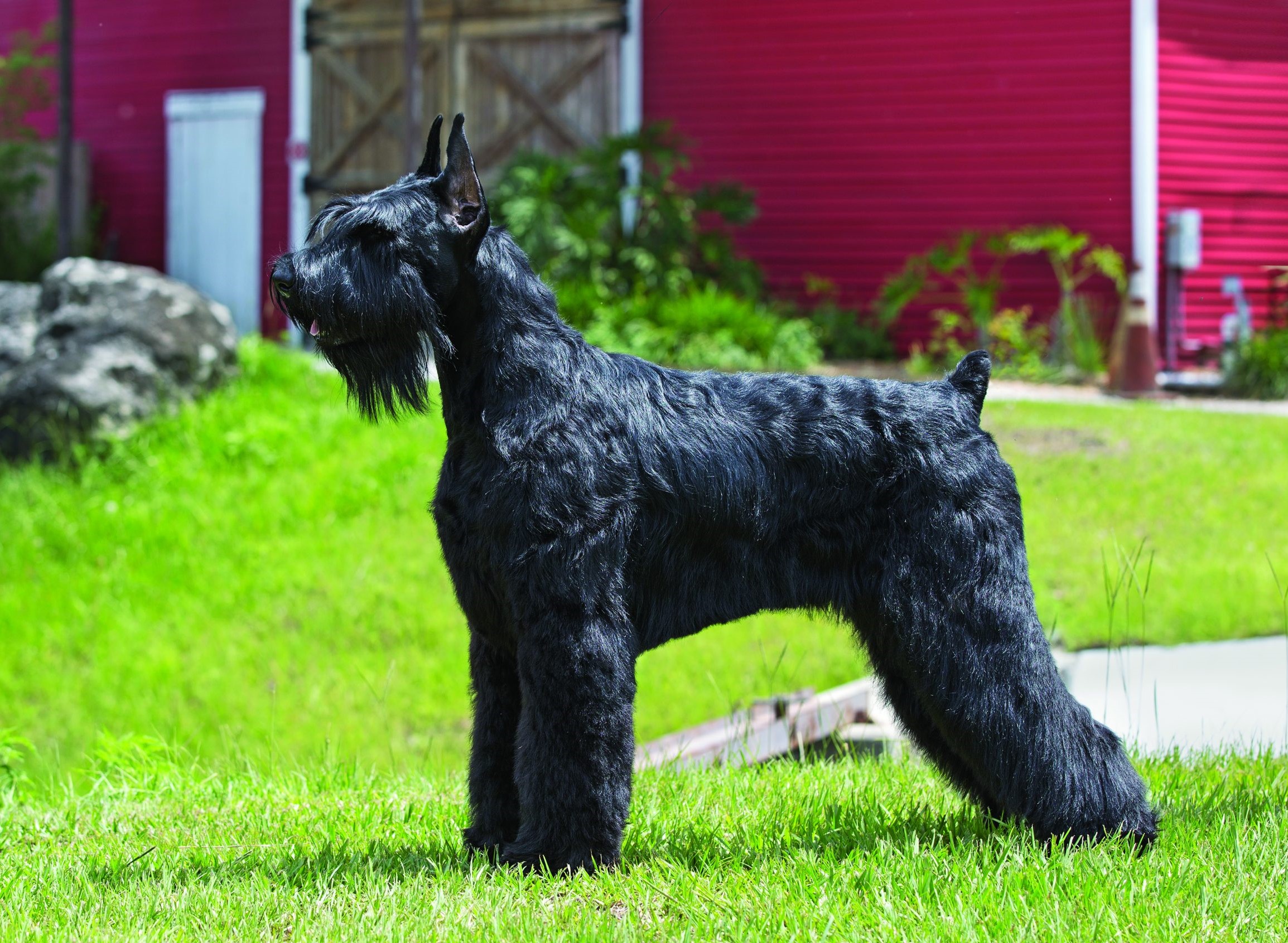 Giant Schnauzer