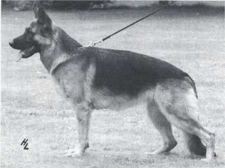 Xila von der Wienerau | German Shepherd Dog 