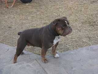 Gargoyles's Cocoa | Olde English Bulldogge 