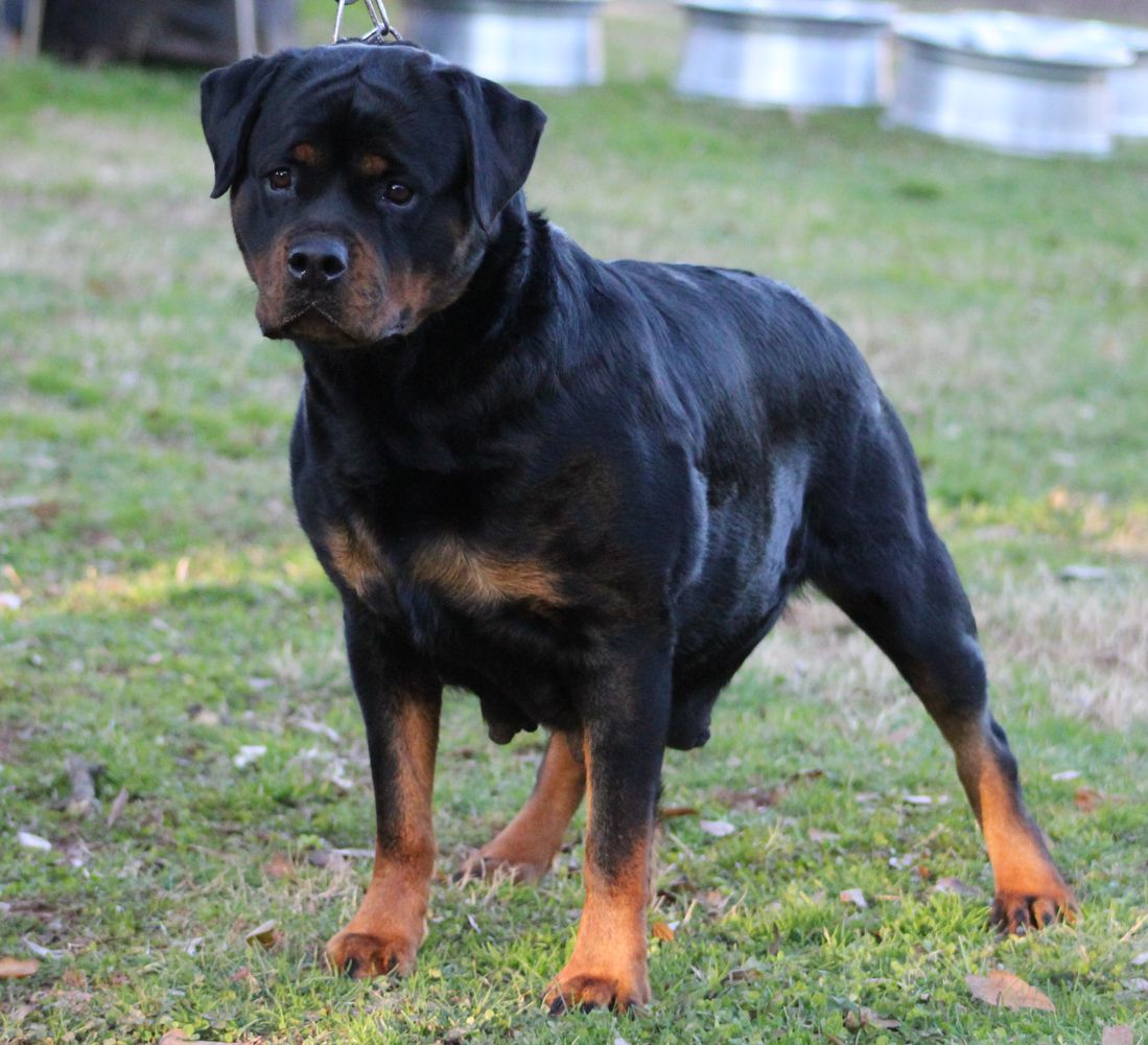 Dion Von Eigger Haus | Rottweiler 