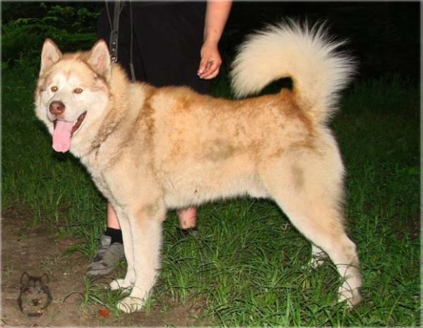 Jupiter Gold Alaska | Alaskan Malamute 