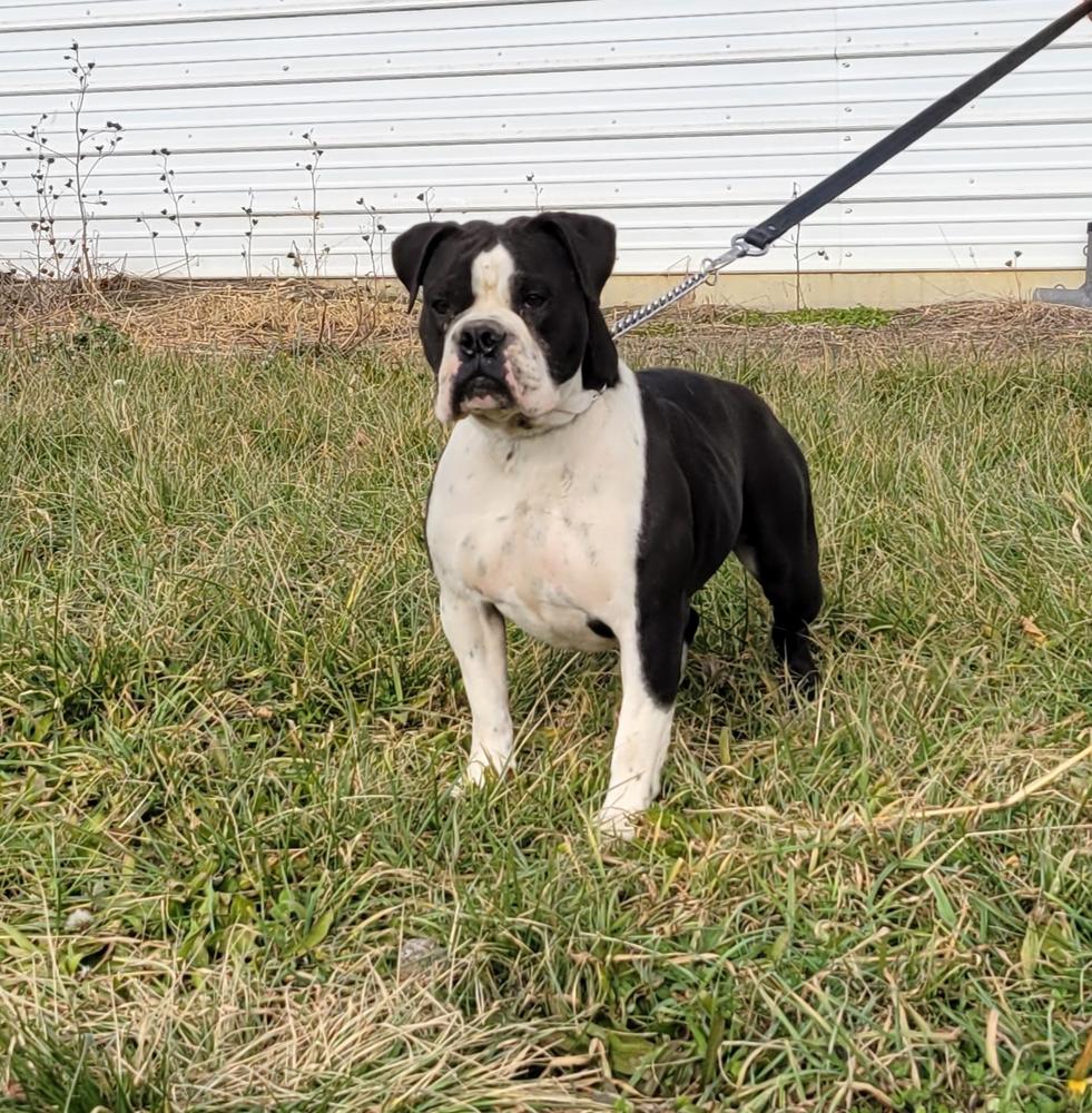 KKBF Icebox | Olde English Bulldogge 