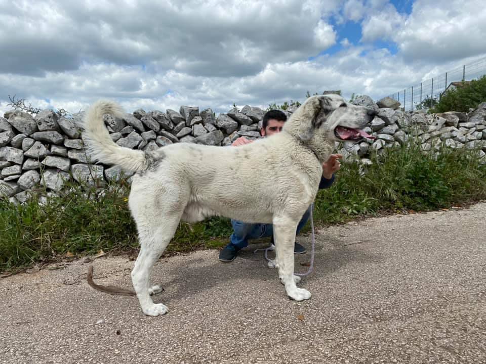 Batyr | Central Asian Shepherd Dog 