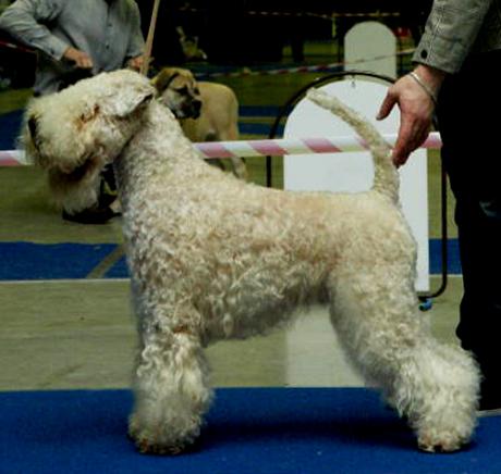 Bon Aquarel Bingo | Soft Coated Wheaten Terrier 