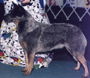 Five Cedars Black-Eyed Oreo | Australian Cattle Dog 