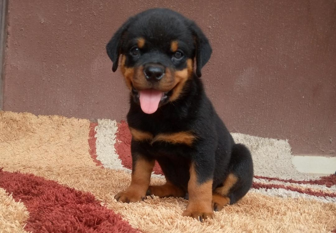 Akon of Geneplan Kennel | Rottweiler 