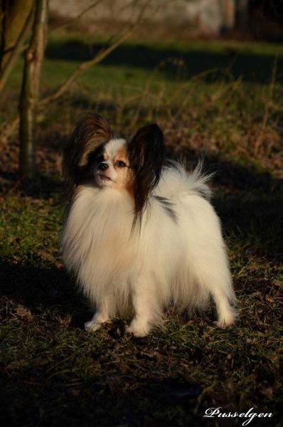 Rosalago Treasure Box | Papillon 