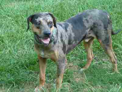 Abney's Jebediah | Catahoula Leopard Dog 