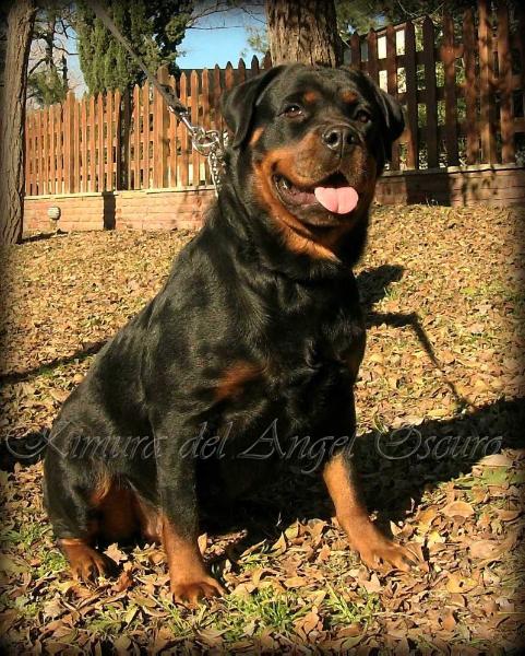 Kimura del Angel Oscuro | Rottweiler 