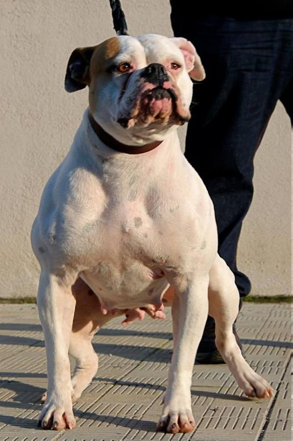Chiaradia's Vartana della Magliana of Massimo | American Bulldog 