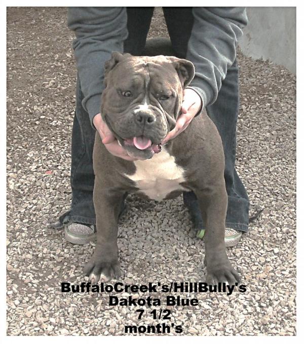 BuffaloCreek's Dakota Blue | Olde English Bulldogge 