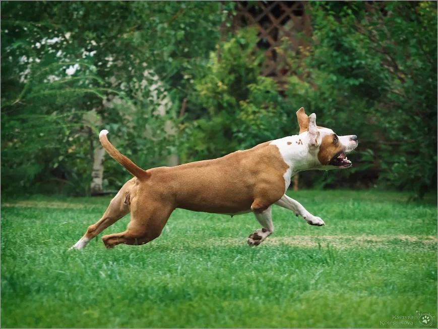 Ex Corde Arcus Avrora Borelias | American Staffordshire Terrier 