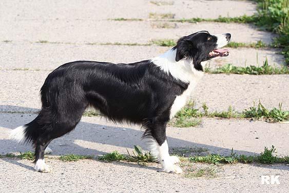 Adika Aibara | Border Collie 