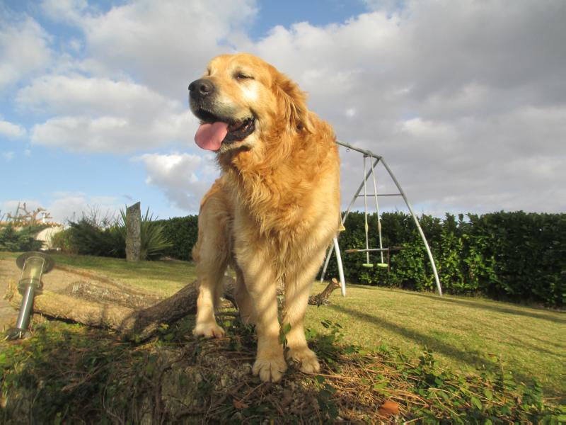 Ruca-II | Golden Retriever 