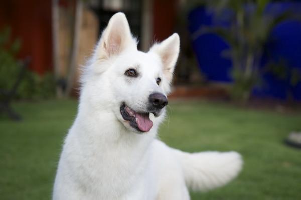 Loba Mexico | White Swiss Shepherd Dog 