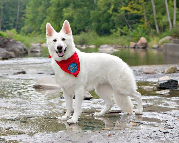 Victorious Delilah of Joy | White Swiss Shepherd Dog 