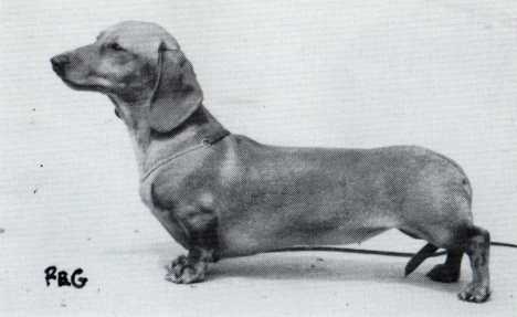 Pipersvale Beaujolais | Dachshund 