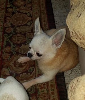 Envi &amp; Casasal's Bad To The Bone | Chihuahua 