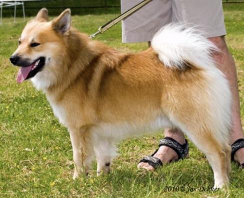 Pall frá Isafold | Icelandic Sheepdog 