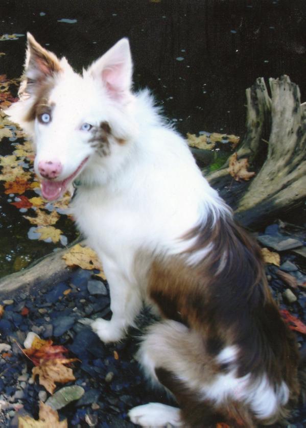 Prince Ted | Border Collie 