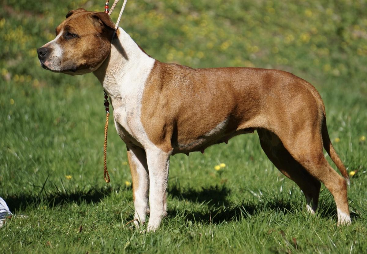 Gonael Gudrun Amo la Vida | American Staffordshire Terrier 