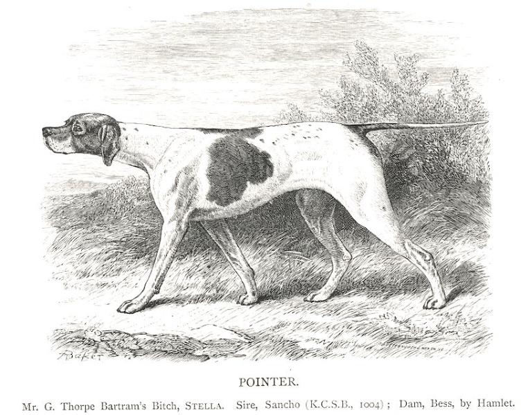 Stella [Mr. G. Thorpe Bartram's] | Pointer 