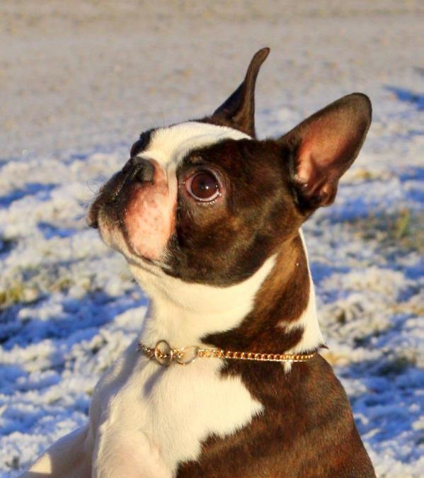 Skin-Deep's GentleMan | Boston Terrier 