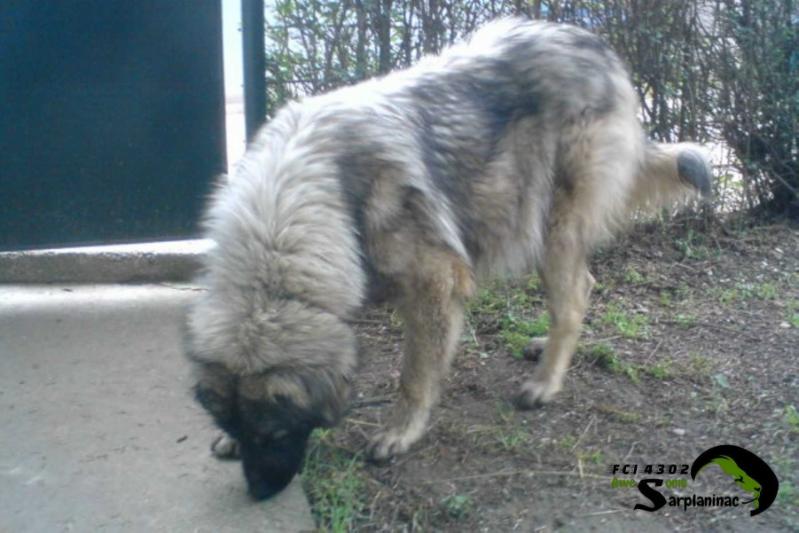 Beti FCI 4302 | Yugoslavian Shepherd Dog-Sarplaninac 