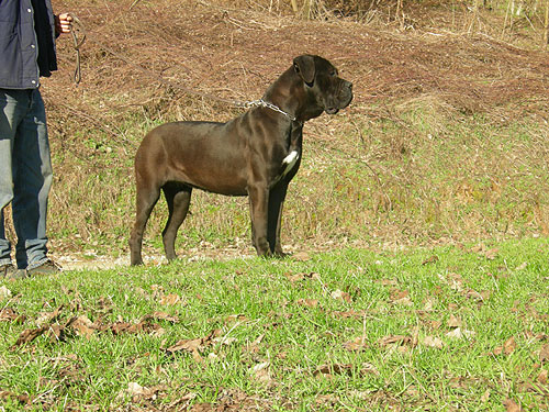 Carlotta dei martinotti | Cane Corso 