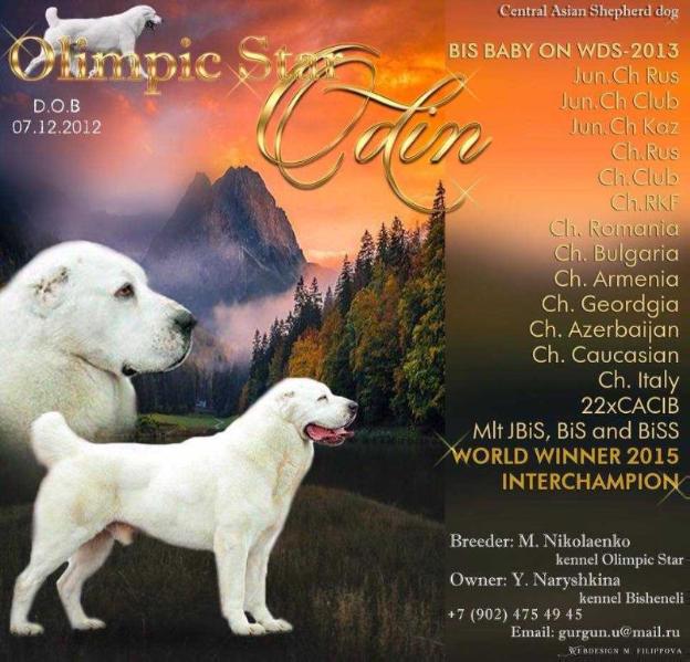 Olimpic Star Odin | Central Asian Shepherd Dog 