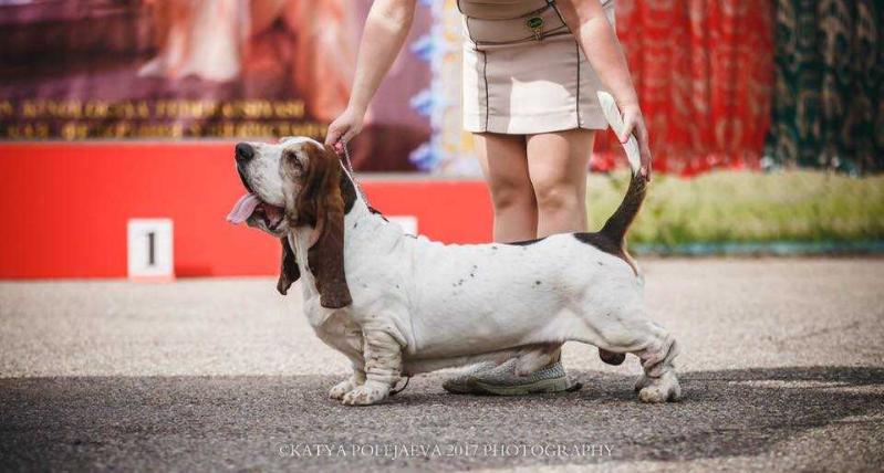 FLIPPER Orvišník | Basset Hound 