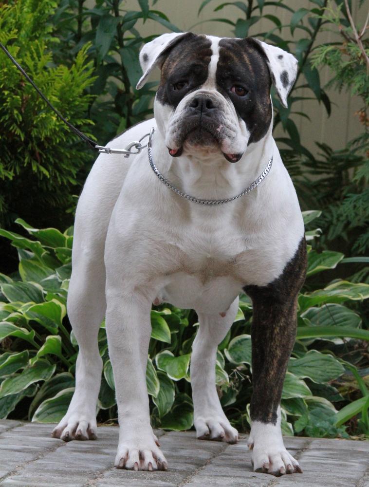 Carpen Diaz Vanilla | American Bulldog 