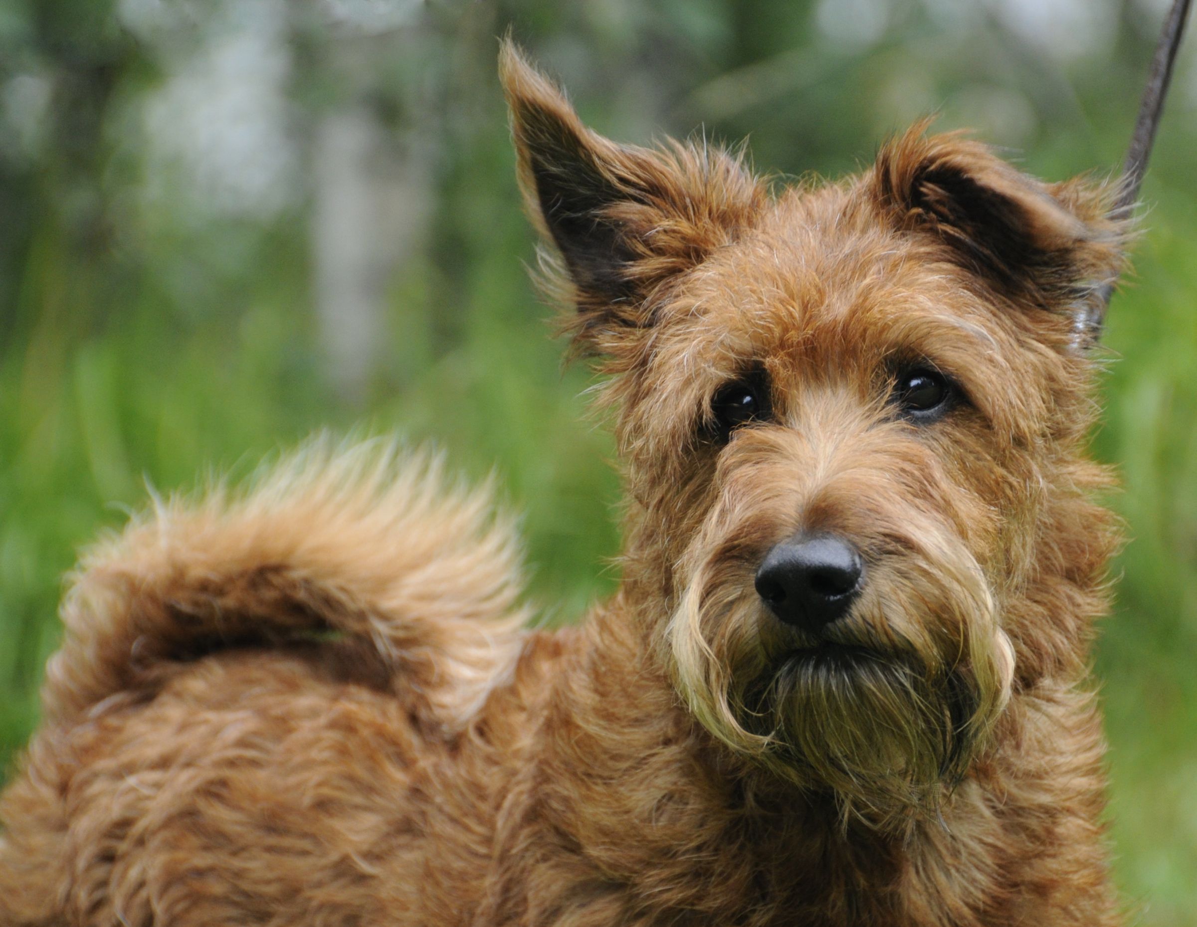 Irish Terrier