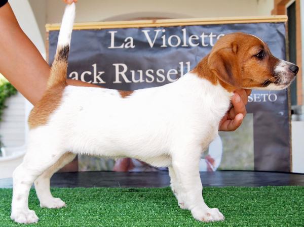 Lavioletta Coffee's Italian Girl | Jack Russell Terrier 