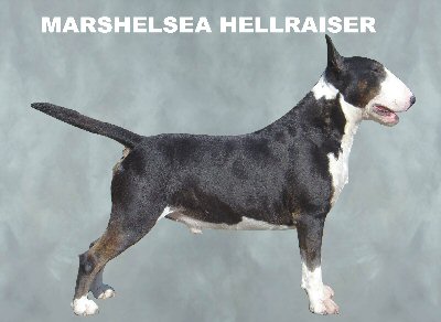 Marshelsea Hellraiser | Bull Terrier 