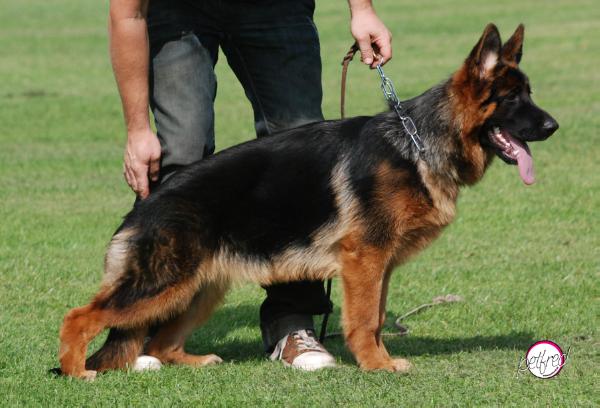 Stella von Athaba | German Shepherd Dog 